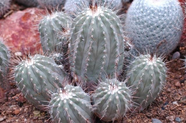 Copiapoa_cinerea_v_albispi